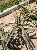 Aloe Arborescens (fam Asphodelacees) (Afrique du Sud) (11) (Photo F. Mrugala)